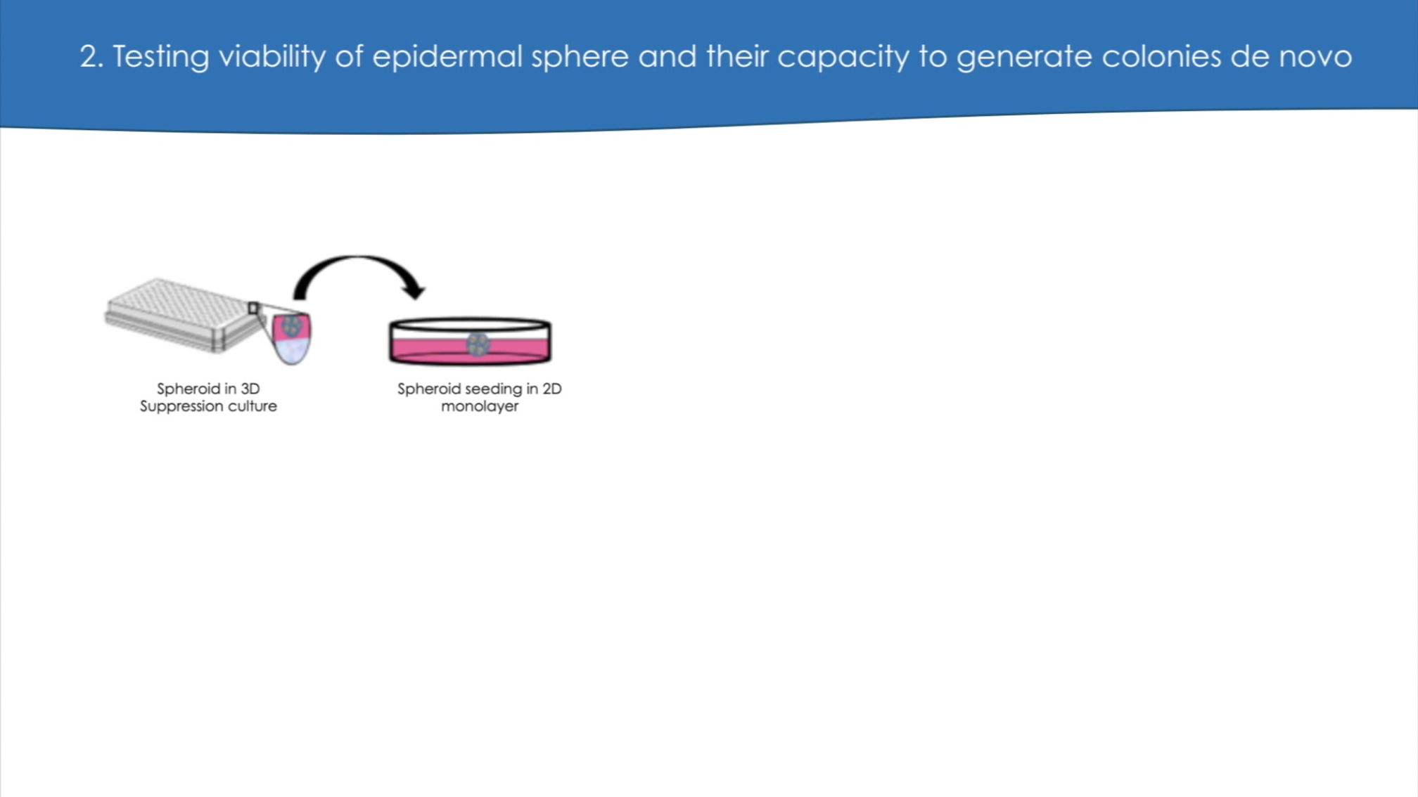 The Spheroid Plasticity Assay